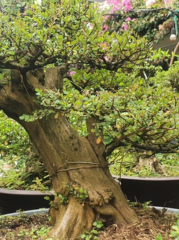 Những loại bonsai, hoa kiểng nào đang 'hot' và đem lại may mắn trong dịp tết?