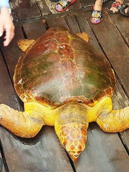 'Lãnh đạn' vì nuôi nhốt cá thể rùa biển quý hiếm