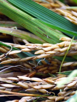 Cà Mau: Sai sót trong thực hiện nguồn kinh phí T.Ư hỗ trợ chính sách phát triển đất trồng lúa ở H.Trần Văn Thời