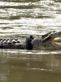 Cá sấu bị lốp xe tròng vào cổ suốt 6 năm đã được giải cứu