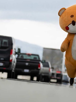Chú gấu bông lon ton suốt 600 km từ Los Angeles đến San Francisco
