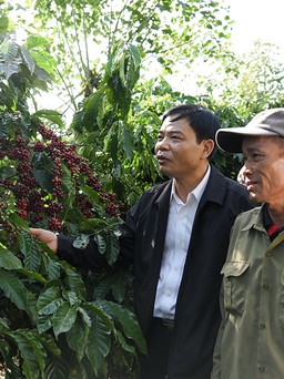 Giữ vững vị thế cà phê Việt, khó hay dễ?