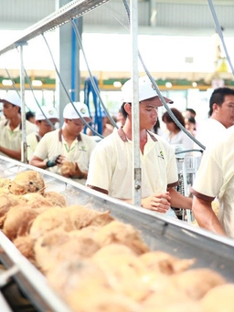 Đảm bảo đầu ra cho trái dừa Bến Tre