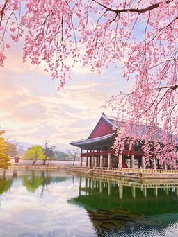Công ty du lịch khuyến mãi khủng Tour Hàn Quốc vào mùa hoa anh đào