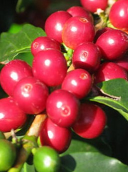 Vinacafe Biên Hòa cam kết sản xuất cà phê 'sạch'