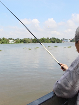 Sau Bình Dương đến lượt TP.HCM cảnh báo cá sấu trên sông Sài Gòn