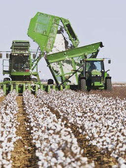 Cotton Day 2021 - thời trang bền vững bắt đầu từ nguyên liệu