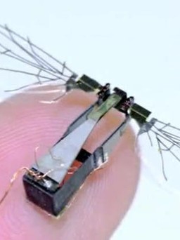 Mỹ chế tạo 'drone côn trùng' để do thám