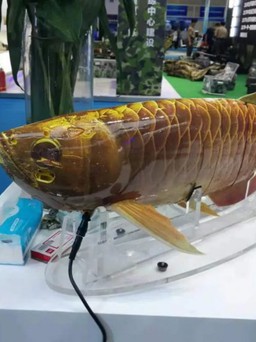 Trung Quốc trình diễn robot do thám đội lốt cá rồng