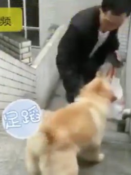 Chú chó trung thành đợi chủ nổi tiếng ở Trung Quốc