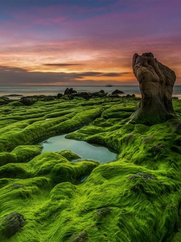 Sững sờ vẻ đẹp kỳ lạ của bãi rêu biển Cổ Thạch miền Trung