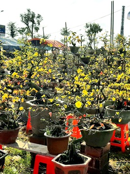 Bình Định: Người trồng hoa tết đạt doanh thu kỷ lục với 161 tỉ đồng