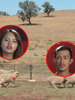 'Cuộc đua kỳ thú': Hương Giang - Criss Lai lùa cừu dưới nắng nóng nước Úc