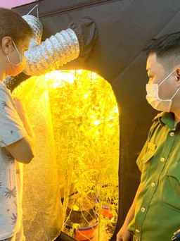 Bình Thuận: Bắt quả tang người nước ngoài trồng cần sa ở khu du lịch Mũi Né