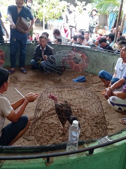 Bình Thuận: Cảnh sát bao vây trường gà 'khủng', bắt giữ khoảng 70 người liên quan