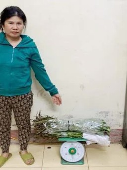 Hải Dương: Dùng cây thuốc phiện làm thảo dược ngâm rượu, 1 phụ nữ bị khởi tố