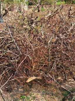 Hàng ngàn gốc đào bỗng dưng chết khô trước Tết Nguyên đán: Chủ vườn khóc ròng mất trắng