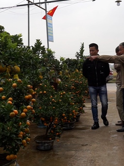 Cây cảnh nối đuôi bán dọc quốc lộ: khách ghé ngắm rồi bỏ đi, thương lái nóng ruột
