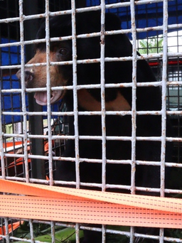 Bình Phước: 'Giải cứu' cá thể gấu chó nuôi nhốt về Vườn quốc gia Cát Tiên