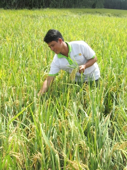 Tỉ phú lúa giống