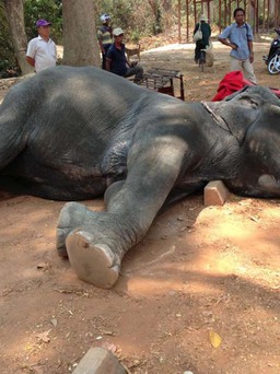 Dịch vụ cưỡi voi tại Campuchia gây phẫn nộ
