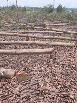 Đốn hạ hơn 10 ha rừng tràm của dân