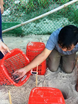 Trứng rùa Côn Đảo nở ở Cù Lao Chàm