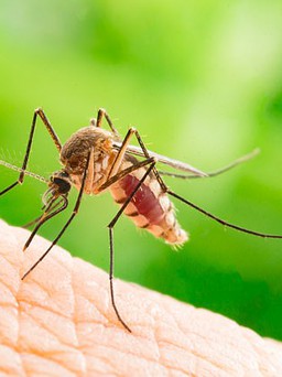 Cho muỗi 'uống' thuốc để không còn thích hút máu người nữa