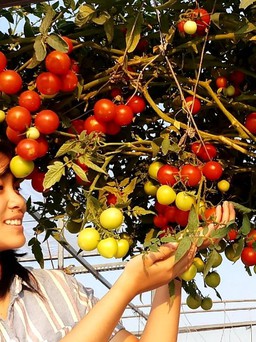 Giãn cách xã hội: Không ra đường thì ở nhà... làm vườn