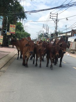 Đàn bò thường xuyên thả rông trên đường