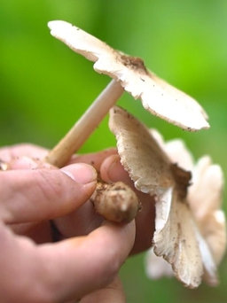 Săn 'lộc trời': Vào mùa săn nấm mối