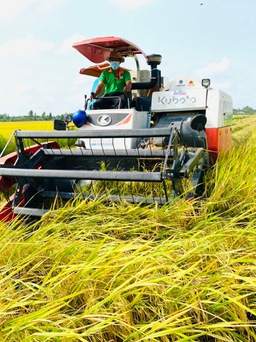 Gạo Việt cần tận dụng cơ hội giá cao