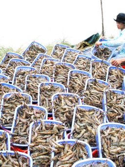 Tôm, cá tra Việt Nam không có đối thủ ở EU