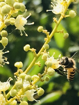 Tháng 5 đi ngắm con ong Ý làm mật