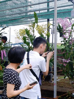 Quy tụ 400 tác phẩm tại lễ hội hoa lan Đà Nẵng