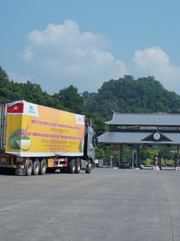 Sầu riêng Việt Nam chính thức xuất khẩu chính ngạch sang Trung Quốc