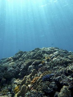 San hô nhân tạo có thể lọc sạch nước biển
