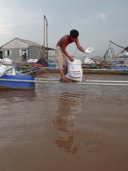 Đập thủy điện sông Mekong đe dọa dữ dội an ninh lương thực Việt Nam
