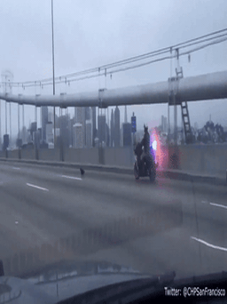 Cảnh sát rượt chó xổng chuồng trên cầu San Francisco
