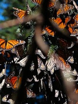 Thăm vương quốc bươm bướm ở Mexico
