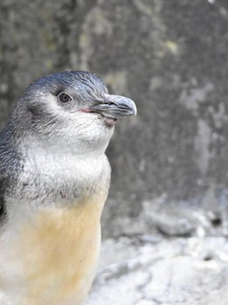 Chụp ảnh tự sướng với chim cánh cụt sẽ bị phạt hơn 1,5 tỉ