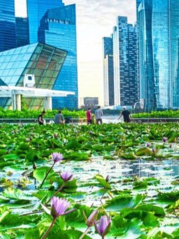 Sự kiện OktoberTech Asia Pacific 2021: Đổi mới và sáng tạo vì sự phát triển bền vững