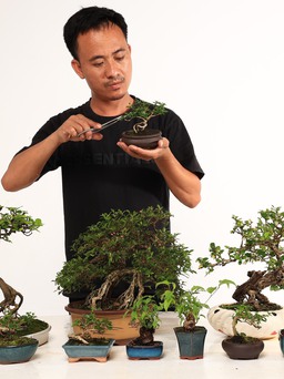 Nhặt cây dại về làm bonsai