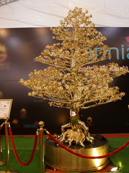 Xuất hiện cây mai mạ vàng lớn nhất Việt Nam, trị giá 6 tỉ đồng