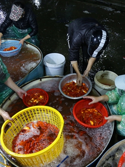 Chợ cá lớn nhất Hà Nội đỏ rực trước ngày ông Công ông Táo