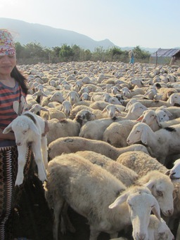Thịt cừu Ninh Thuận được bảo hộ chỉ dẫn địa lý