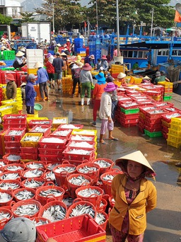 Ninh Thuận: Trúng đậm luồng cá nục, ngư dân lãi hơn 100 triệu một chuyến ra khơi