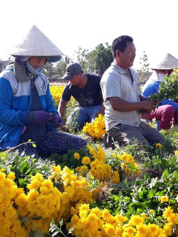 Ninh Thuận: Nông dân ở làng hoa Mỹ Bình trước giờ 'xóa sổ'