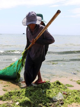 Ninh Thuận: Ngư dân làng biển Vĩnh Trường trúng mùa rong biển, mỗi ngày vớt cả tấn