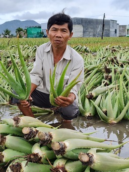 Nông dân Ninh Thuận điêu đứng vì cây nha đam ngập úng do mưa kéo dài